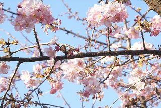 福栄スポーツ広場の南側でたくさんの花を開き始めた河津桜＝２月22日撮影
