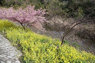 満開の河津桜（左）の隣で、枯れて全く花が咲かなくなった河津桜がたたずむ＝３月21日撮影