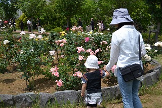 きれいなバラの花々が散歩をする人たちを楽しませる