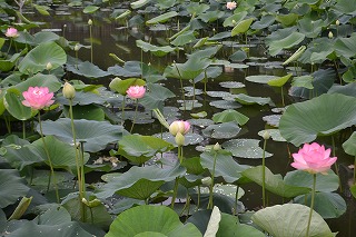法華経寺の八大龍王池で咲くハスの花＝24日撮影