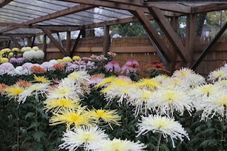 色鮮やかな菊が咲き誇る葛飾八幡宮の菊花展