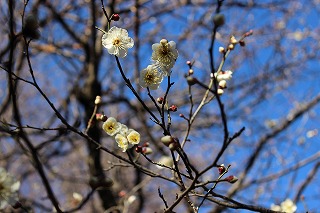 開花し始めたじゅんさい池緑地の梅＝６日撮影