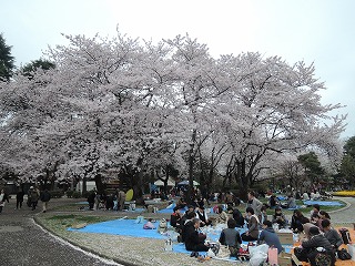 満開の桜を楽しむ来園者たち