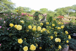 里見公園のバラ園ではすでに一部のバラが優雅に花を咲かせている＝11日撮影
